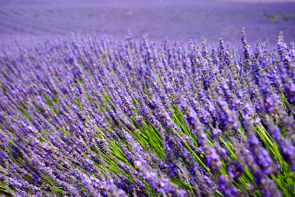 Fototapeta premium Lavender fields of the Provance, France