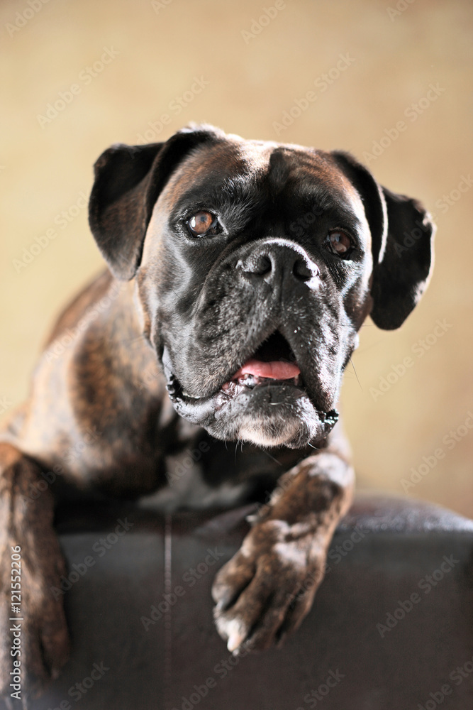 Deutscher Boxer im Studio liegend Deutscher Boxer im Studio liegend