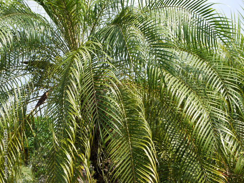 leaves green   palm leaf  