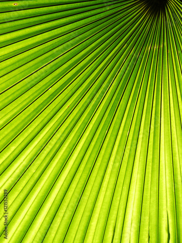 Lines and textures of Green Palm leaves