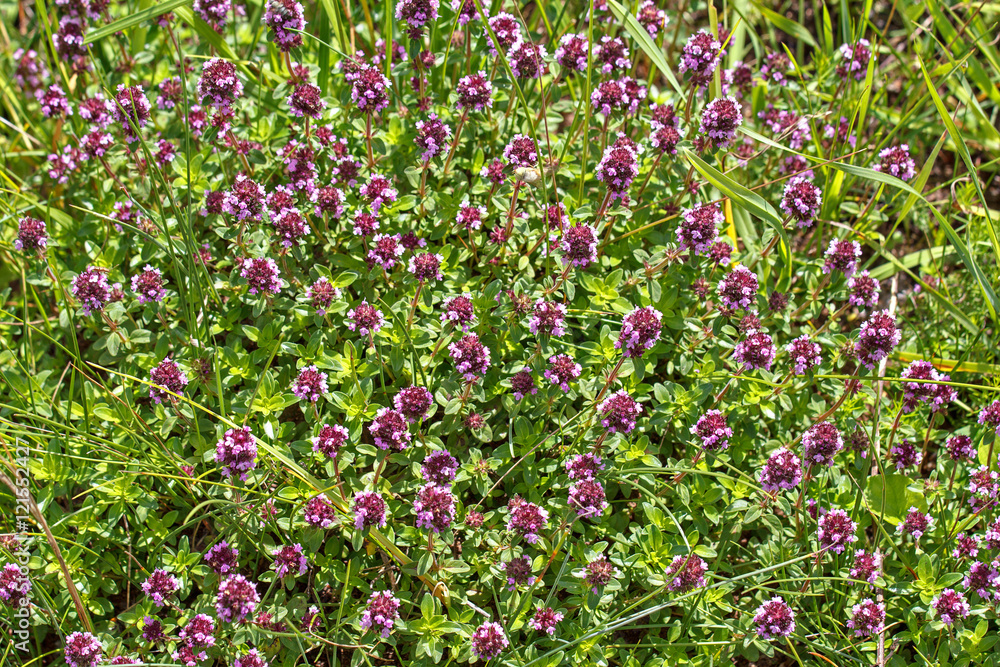 Thyme. Violet - green background. Natural scene. Photos for your design. The natural background. Thymus 
citriodorus (Lemon thyme or Citrus thyme) Photos for your design.