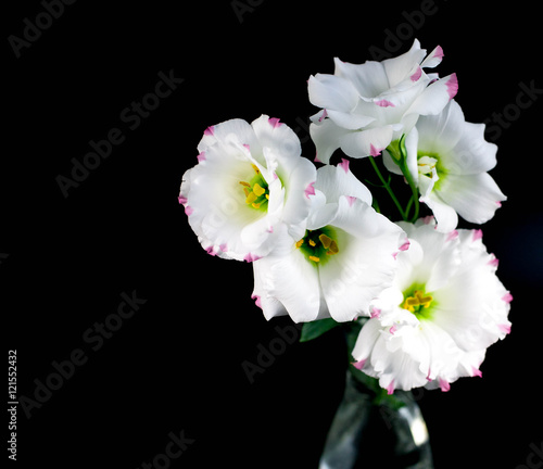 composition from flowers on a dark background. white eustoma. the isolated object.