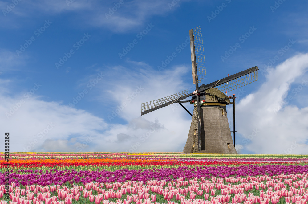 Landscape of tulips and windmills in Amsterdam, Netherlands