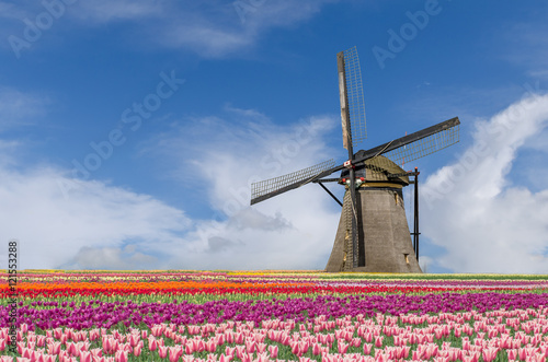 Landscape of tulips and windmills in Amsterdam, Netherlands