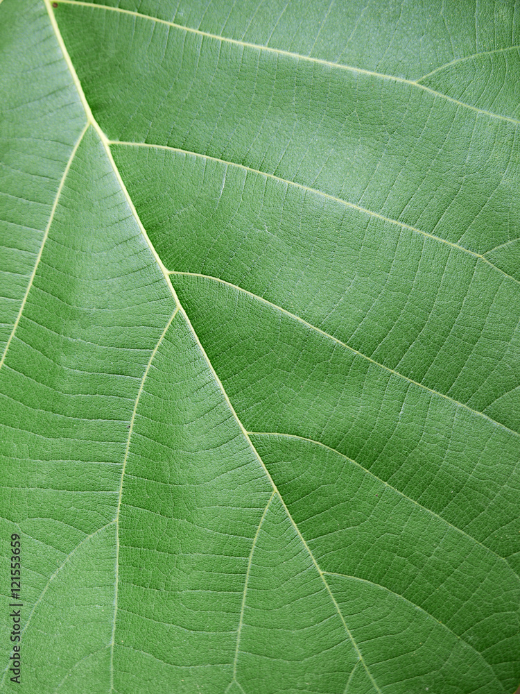 green leaf texture ( teak leaf ) green leaf texture ( teak leaf )