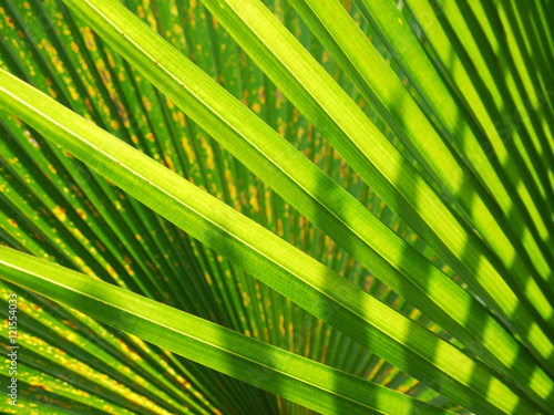 Closeup beautiful palm leaves of tree in sunlight