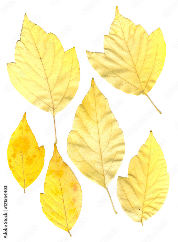 green and yellow pressed maple leaves green and yellow pressed maple leaves