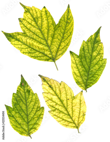 green and yellow pressed maple leaves