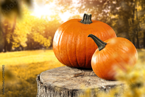 autumn photo of pumpkin 