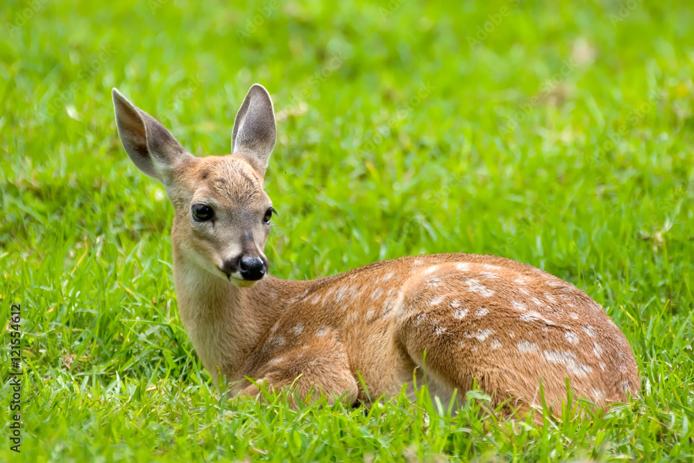 Fototapeta premium Bambi