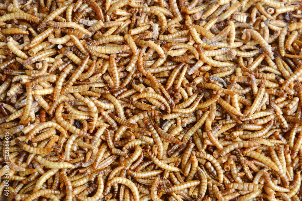 close up of dried worm for feeding rodent and bird with lizard