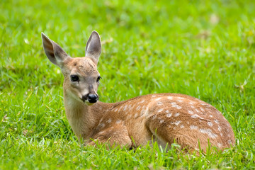 Bambi