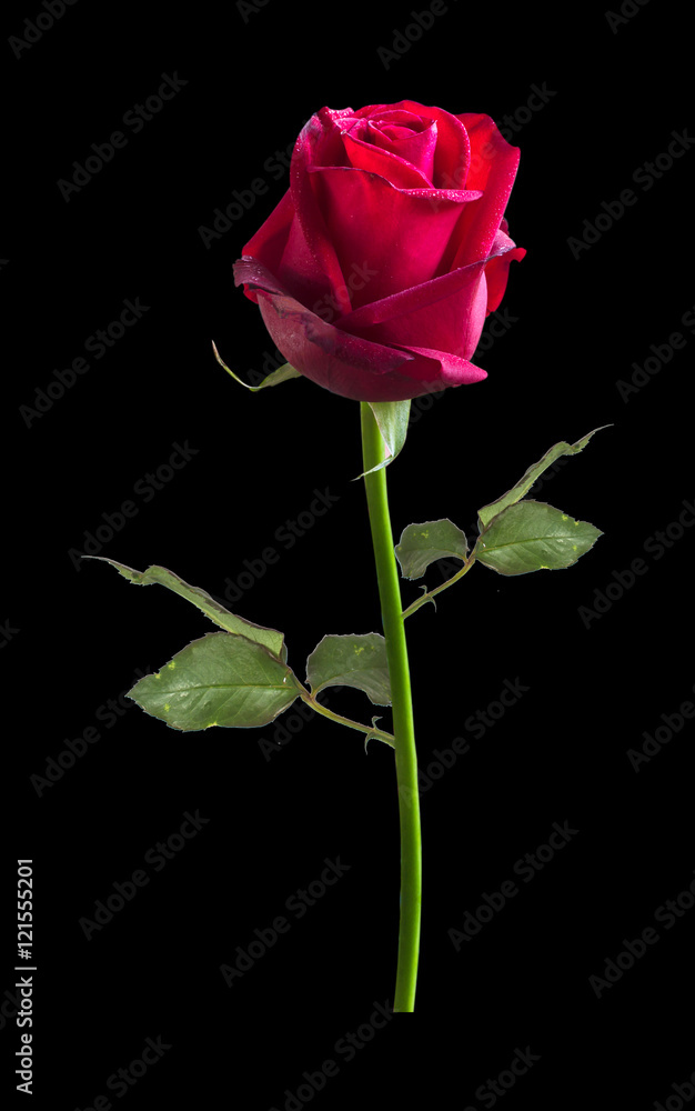 rose flower nature red rose isolated on black background rose flower nature red rose isolated on black background