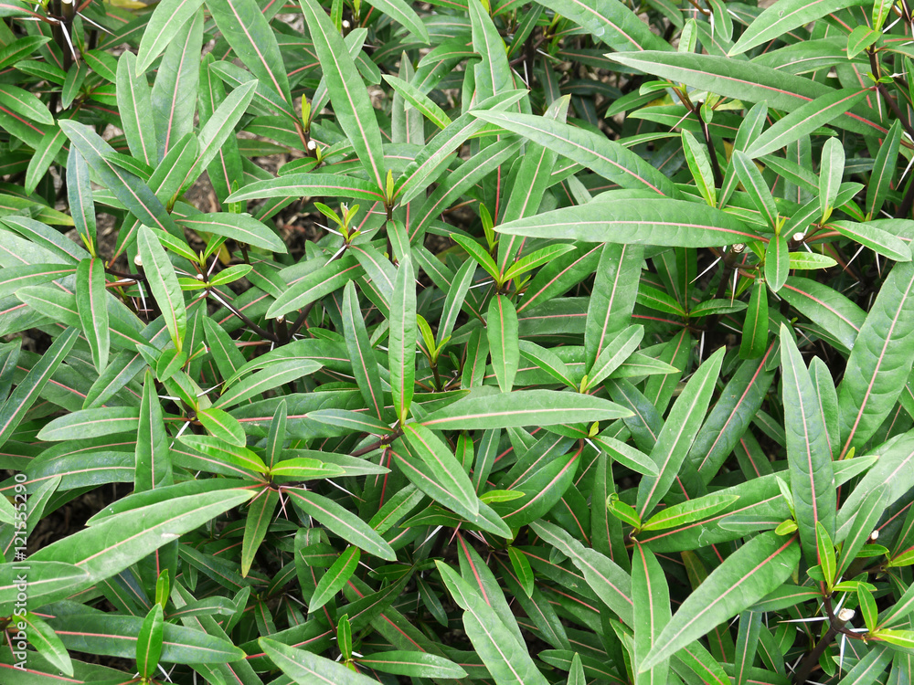 Barleria lupulina Lindl., Trees, leaves, Reduce inflammation Barleria lupulina Lindl., Trees, leaves, Reduce inflammation