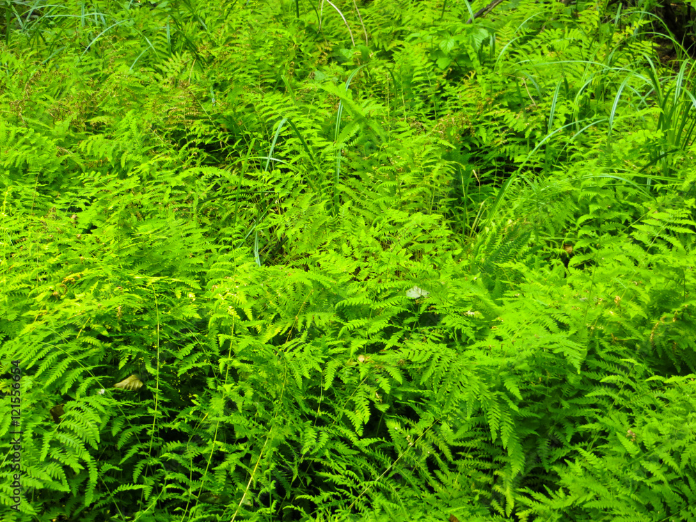 Green fern in a forest Green fern in a forest
