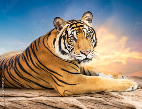 Fototapeta Naklejka Na Ścianę i Meble -  Siberian tiger