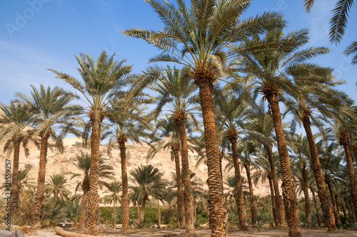 palm trees oase in the Negev desert near Ein Gedi, Dead Sea, Israel
