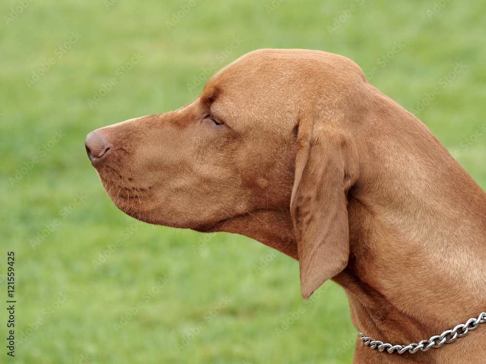 Typical Hungarian Short-haired Pointing Dog in the garden Typical Hungarian Short-haired Pointing Dog in the garden