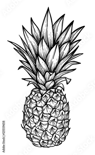 Hand drawn vector illustration - Pineapple. Exotic tropical fruit