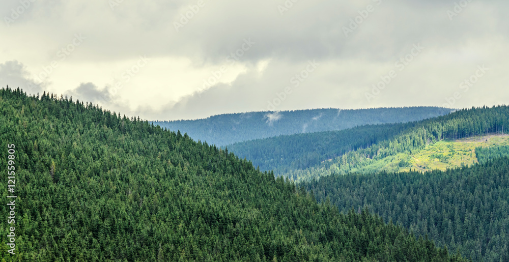 Green grass hills on the Transalpina road,  Parang Mountains, pine forests