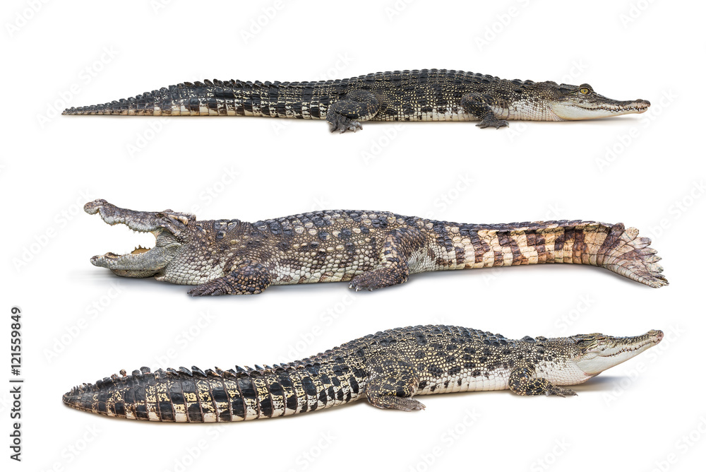 Naklejka premium Krokodyl na białym tle