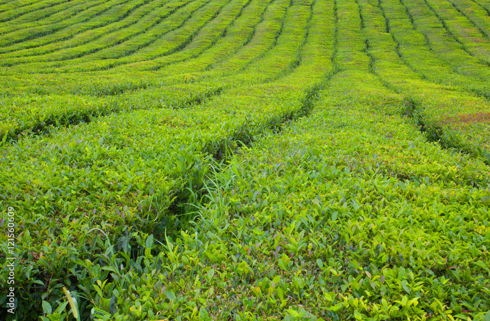 Tea plantation in Porto Formoso. Azores, Portugal Europe.