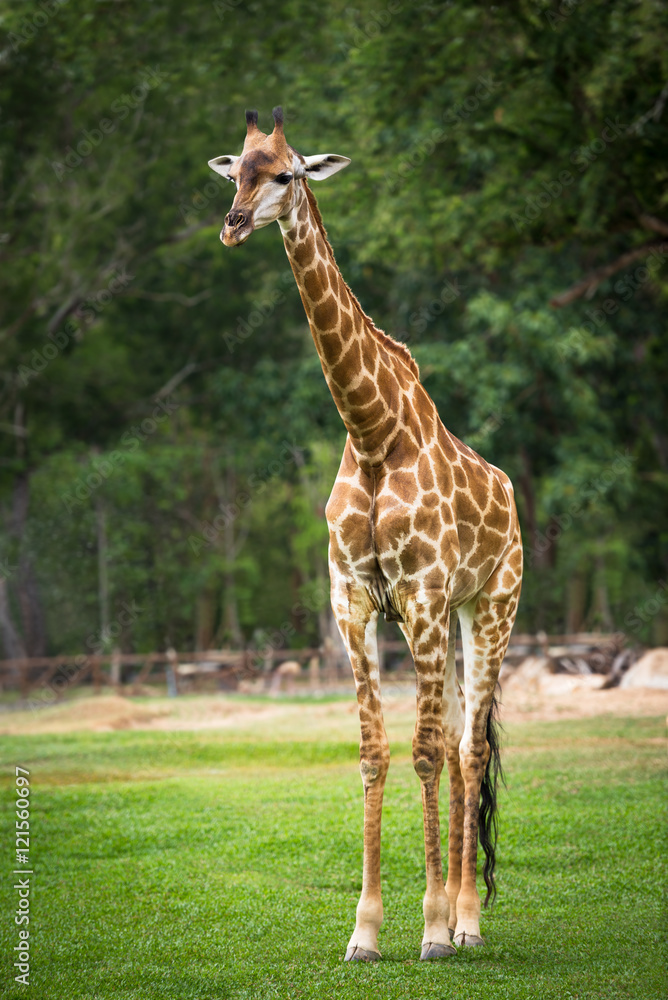 Naklejka premium Giraffe