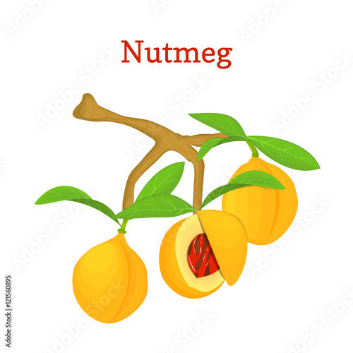 Vector illustration of a nutmeg. Branch nutmeg tree with three yellow fruits and green leaves on white background. it can be used as spice packaging design element, printing brochures vegetarian diet