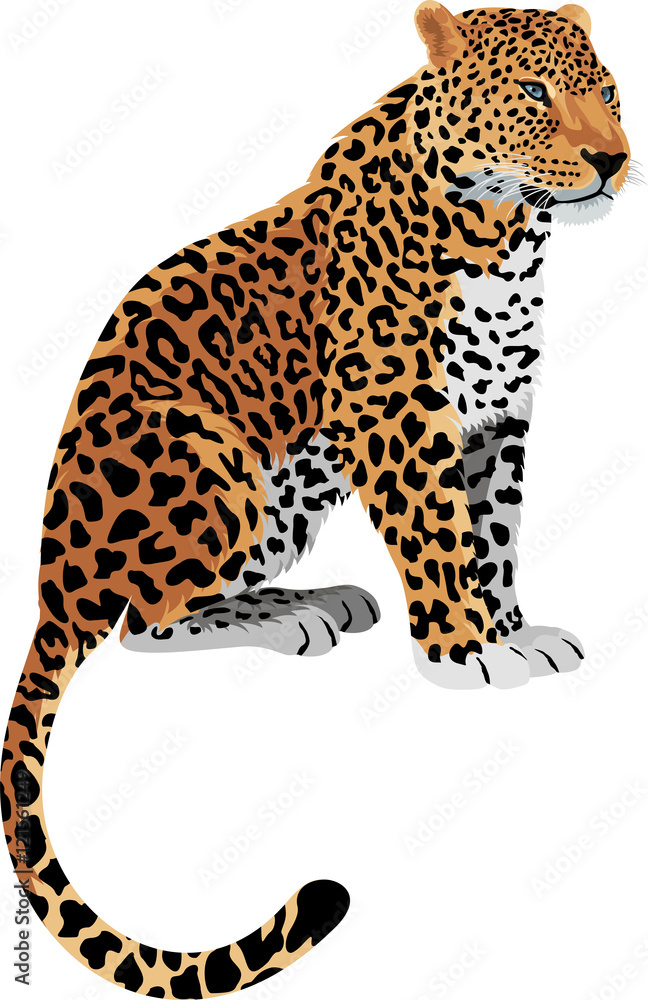Fototapeta premium Vector Leopard Panthera pardus