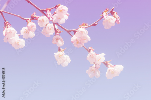 abstract cherry flower or japannese sakura background photo