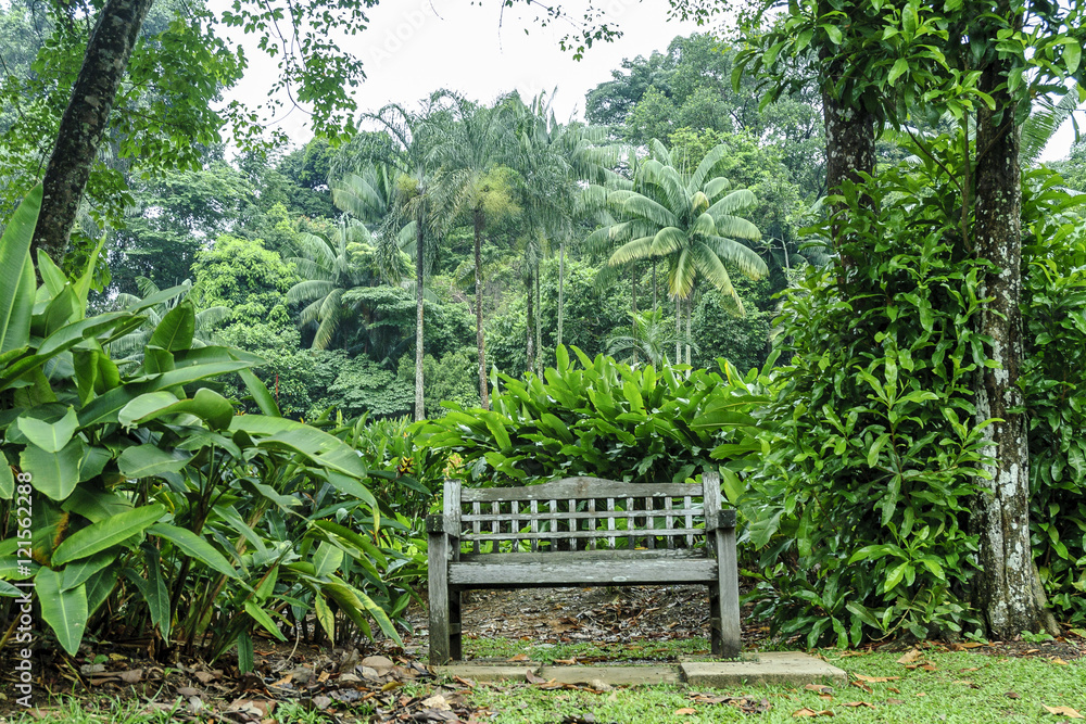 wooden benchin the botanical garden of the city Singapore
