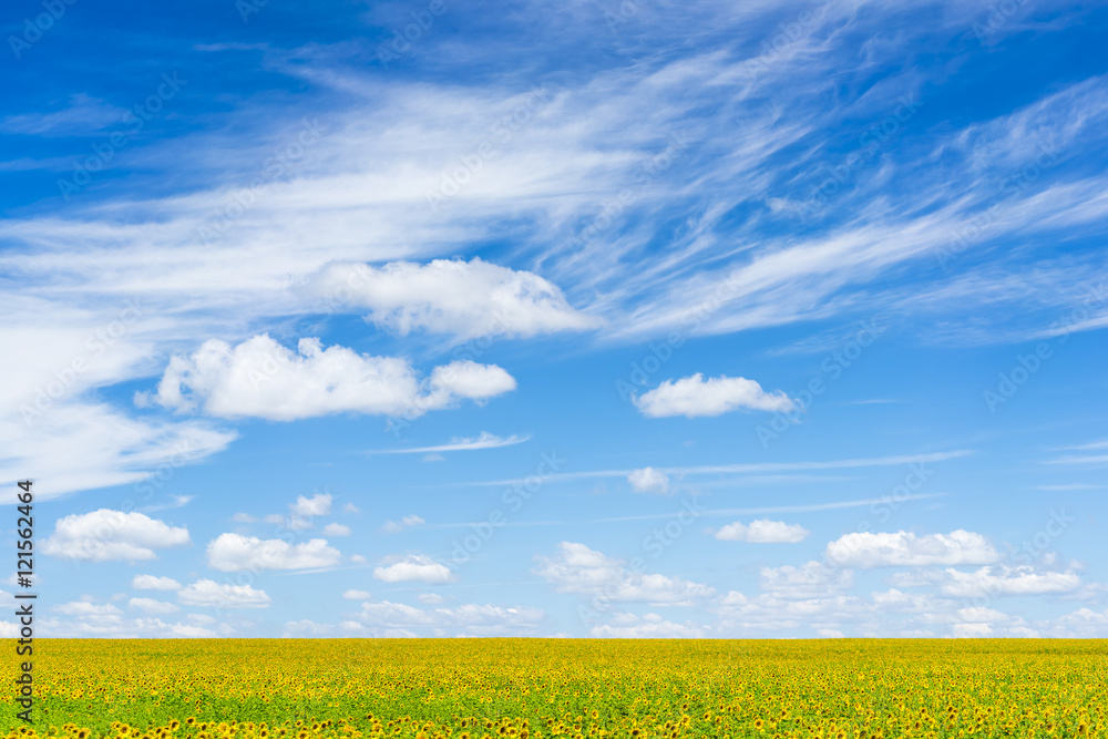 Green field with yellow sunflowers under a blue sky with clouds Green field with yellow sunflowers under a blue sky with clouds