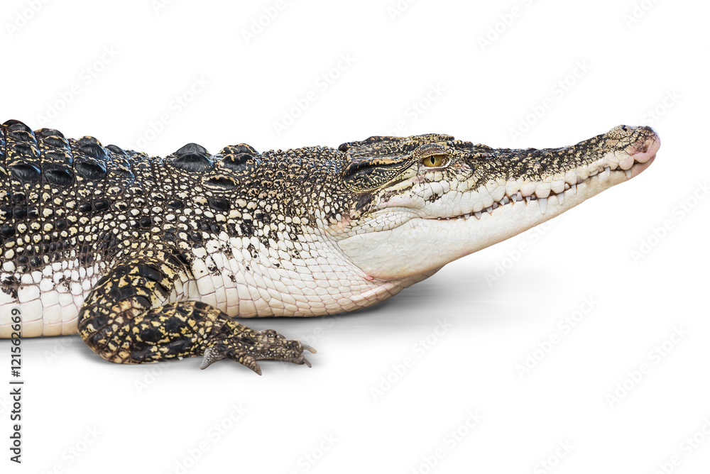 Naklejka premium Crocodile isolated