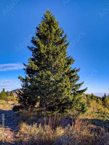 Single pine tree on a mountain top