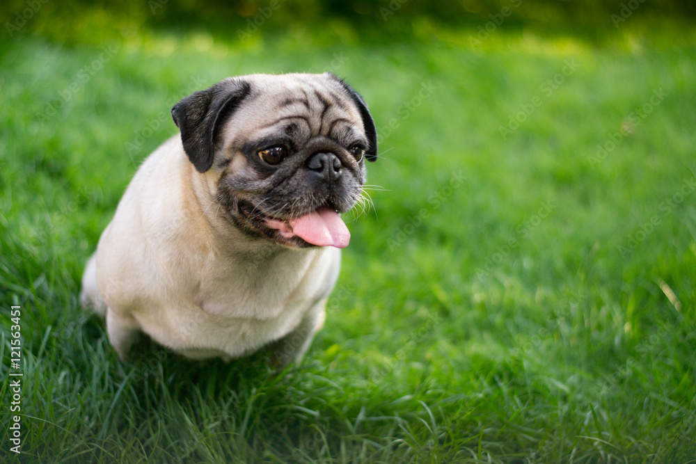 Pug Pug