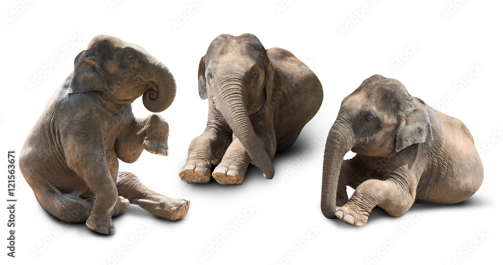 Fototapeta premium Baby elephant isolated