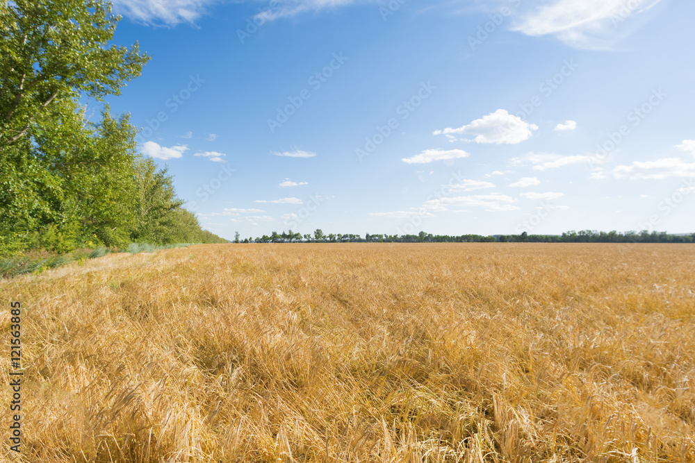 Yellow agricultural field under a blue sky