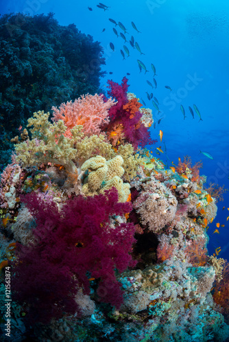 Fototapeta Naklejka Na Ścianę i Meble -  The  colors of soft corals on the reef, Farsha Umm Kararim, Red Sea, Egypt