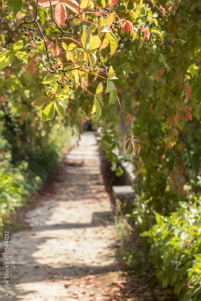 background landscape grape flavors in the alley in the garden of the monastery Templar Convent Cristo, Tomar, Portugal background landscape grape flavors in the alley in the garden of the monastery Templar Convent Cristo, Tomar, Portugal
