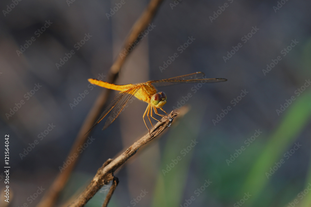 Beautiful dragonflies, insects, animals, nature, outdoors, catch