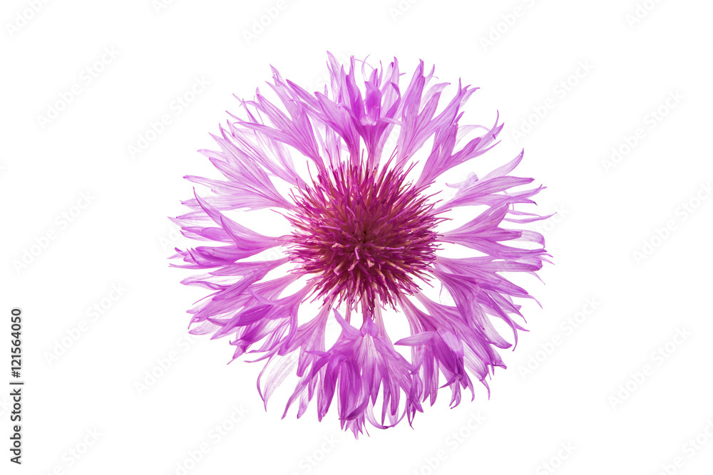 flower cornflower flower cornflower