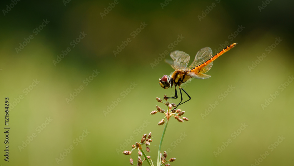 orange dragonfly over grass in garden