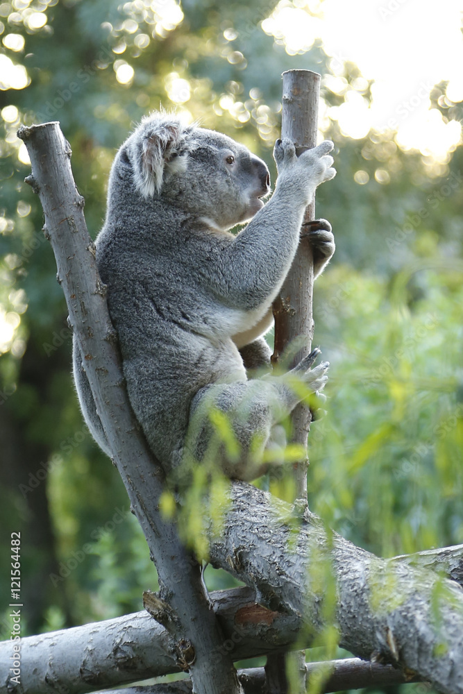 Fototapeta premium koala