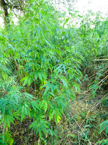 Bushes of the cannabis plant