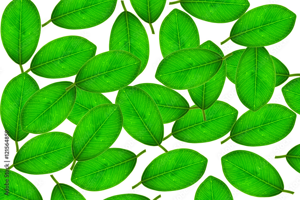 Naklejka premium Leaves isolated on white