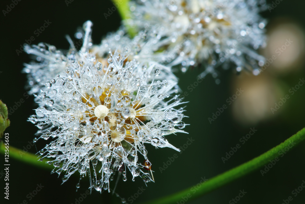 Water drops on dandelion with background Water drops on dandelion with background
