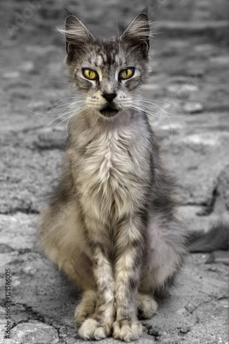 Canvas Print Tramp cat