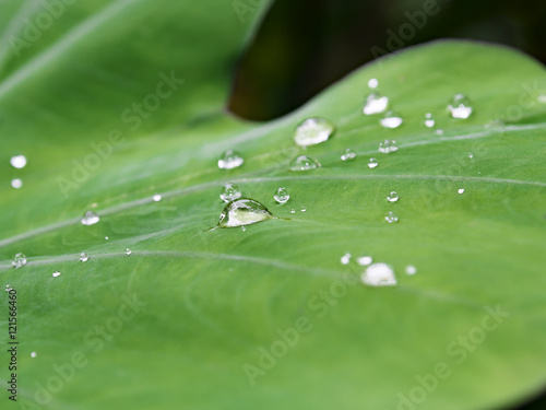 Water drop on Japanese taro leaf after rain. Taro leaf is a kind of ingredient in Southeast Asia