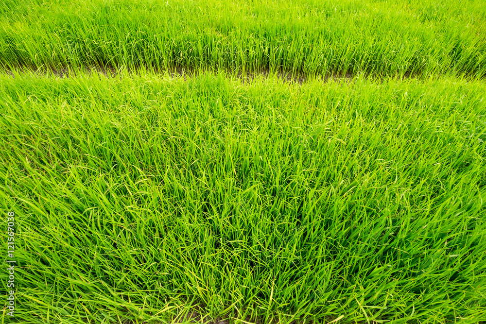 Rice seedling field Rice seedling field