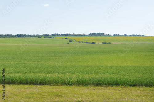 Green agricultural field under a blue sky